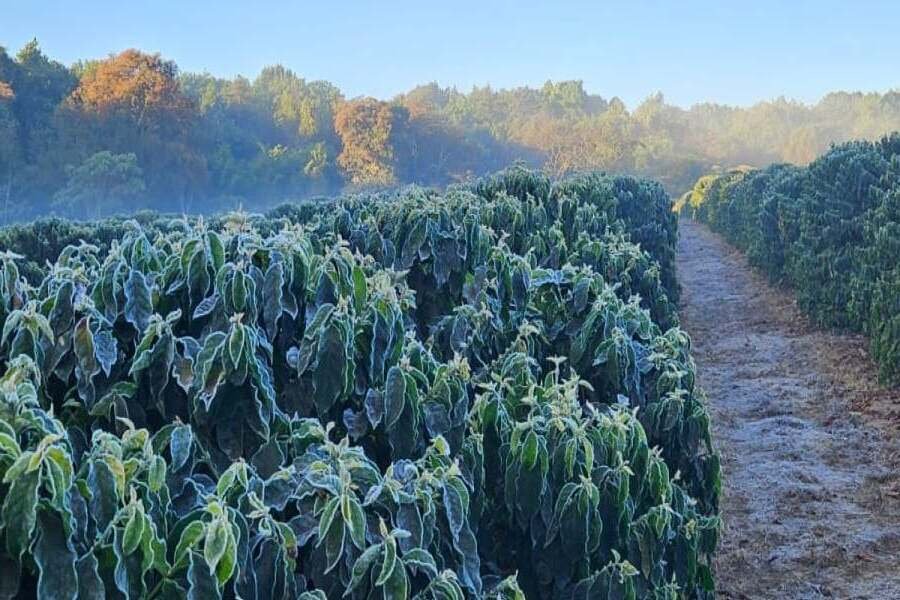 Geadas Impactam Áreas de Café Arábica na Alta Mogiana e Cerrado Mineiro