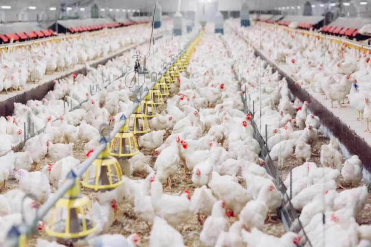 Ministério da Agricultura Suspende Exportações de Frango após Detecção de Doença de Newcastle